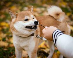 aggressiv hund visar farlig tänder. aggressiv porträtt av morrar shiba inu hund foto