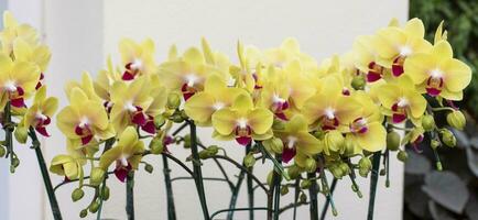 närbild gul orkide i de trädgård, horisontell form , webb baner. bred. panorama. hemsida rubrik. foto