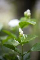 vit jasmin blomma i de trädgård foto