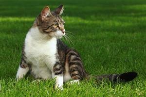 katt leker utomhus på gräset foto