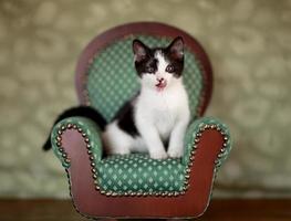 liten kattunge sitter i en stol