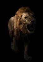 lejon som går i mörk bakgrund foto