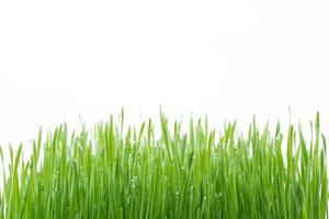 grönt vetegräs isolerat på vit bakgrund foto