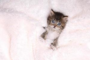 maincoon kattunge med stora ögon foto