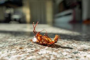 död kackerlacka på golvet foto