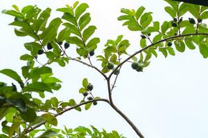 ung guava frukt fortfarande på de träd isolerat på vit himmel bakgrund foto