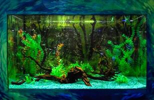 vägg monterad akvarium med tropisk fisk foto