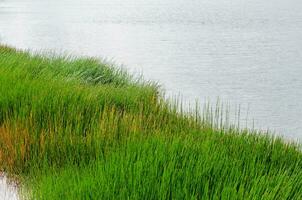 grön gräs bredvid en naturlig damm foto
