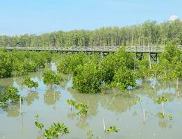 trä- bro i mangrove skog foto