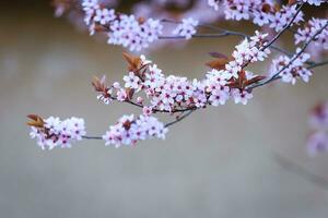 blomstrande gren med med blommor av prunus cerasifera foto