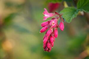 rosa blommor av chaparral vinbär, ribes malvaceum foto