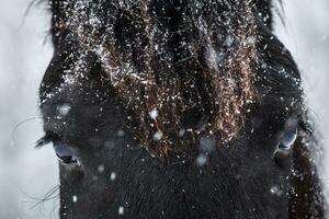 friesian häst och detalj ögon, vinter- väder foto
