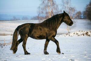 friesian häst i vinter- foto