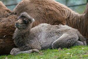 familj av baktrisk kamel med Valp, camelus bactrianus. också känd som de mongoliska kamel. foto