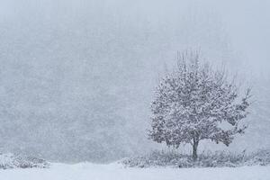 ensam träd i vinter- snöfall i skog. foto