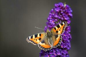 orange sköldpaddsskal fjäril matning på buddleia blomma också känd som fjäril buske, sommar lila. foto