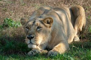 asiatic lejoninna. en kritiskt endangered arter. foto