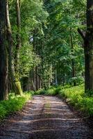 gående väg i skog. skog väg. foto