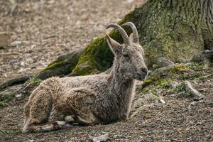 kvinna sibirisk stenbock, capra sibirica foto