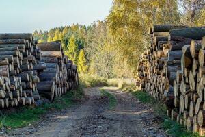 lugg av gran trä i skog. en se av enorm stackar av loggar. foto