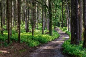 gående väg i skog. skog väg. foto