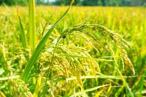 de grön och gul öron av ris korn innan skörda ris fält i bangladesh. foto