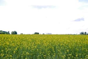 rapsfrö fält. gul våldta blommor, fält landskap. blå himmel och våldta på de fält. foto