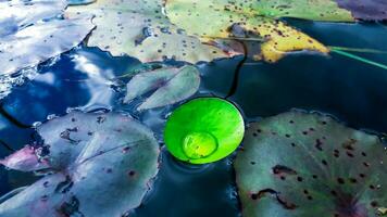 skön löv av liljor med regn droppar foto