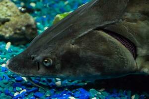 fisk stör simmar i de akvarium av oceanarium. stör fisk foto