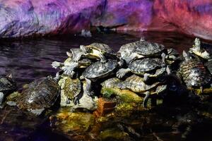 koloni av sköldpaddor på sten, reptil sköldpaddor foto