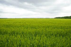 fält av grön omogen korn. spikelets av korn. de fält är korn, lantlig landskap. foto