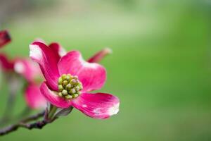 blomning dogwood träd blommor foto