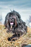 svart herde hund från de bergamo bergen foto