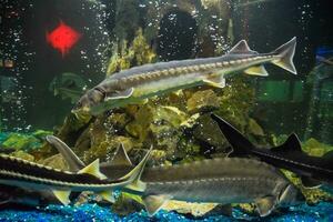 fisk stör simmar i de akvarium av oceanarium. stör fisk foto