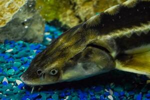 fisk stör simmar i de akvarium av oceanarium. stör fisk foto