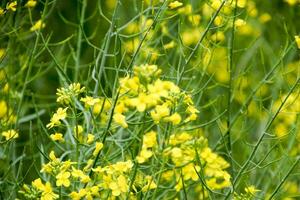 våldta blommor. makro Foto av en blommande raps. rapsfrö fält.