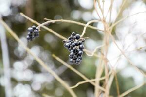 bär av aronia aronia på grenar i vinter. foto