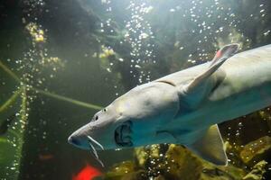 fisk stör simmar i de akvarium av oceanarium. stör fisk foto