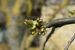 ung knoppar av en körsbär på en gren. blomstrande körsbär knoppar foto