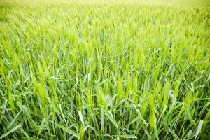 fält av grön omogen korn. spikelets av korn. de fält är korn, lantlig landskap. foto