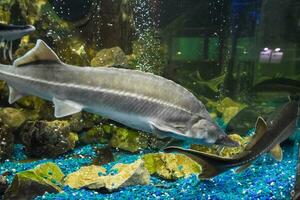 fisk stör simmar i de akvarium av oceanarium. stör fisk foto