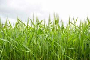 fält av grön omogen korn. spikelets av korn. de fält är korn, lantlig landskap. foto