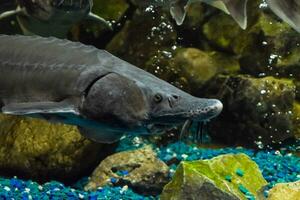 fisk stör simmar i de akvarium av oceanarium. stör fisk foto