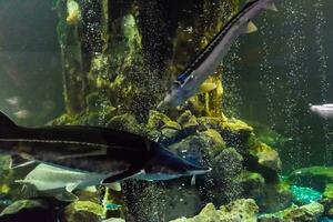 fisk stör simmar i de akvarium av oceanarium. stör fisk foto