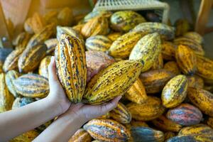 kakao, kakao, choklad nöt träd. frukt formad tycka om en papaya på de trunk eller grenar. kalebassliknande hud, tjock hud, kakao bönor är bearbetas in i choklad. mjuk och selektiv fokus. foto