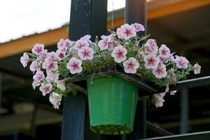 rosa ven petunia planterade i grön plast kastruller hänga som dekorationer på de balkong. de blommor är trattformig och komma i många färger och är ljust färgad. foto