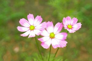 kosmos bipinnatus blomma fält, blommor i full blomma med skön färger. mjuk och selektiv fokus. foto