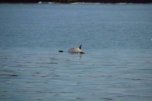 de kropp av en död- delfin simmar i de hav. död- delfin i de cimes bukt. foto