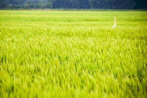 fält av grön omogen korn. spikelets av korn. de fält är korn, lantlig landskap. foto