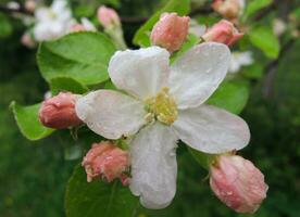 öppen blomma och ung knoppar av blomstrande äpple träd med vatten droppar på en kronblad och löv närbild Foto